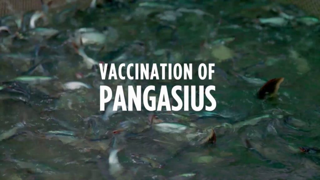 vaccination of pangasius