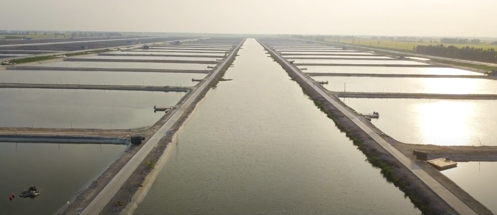 The sustainable pangasius farming of Vinh Hoan Corporation