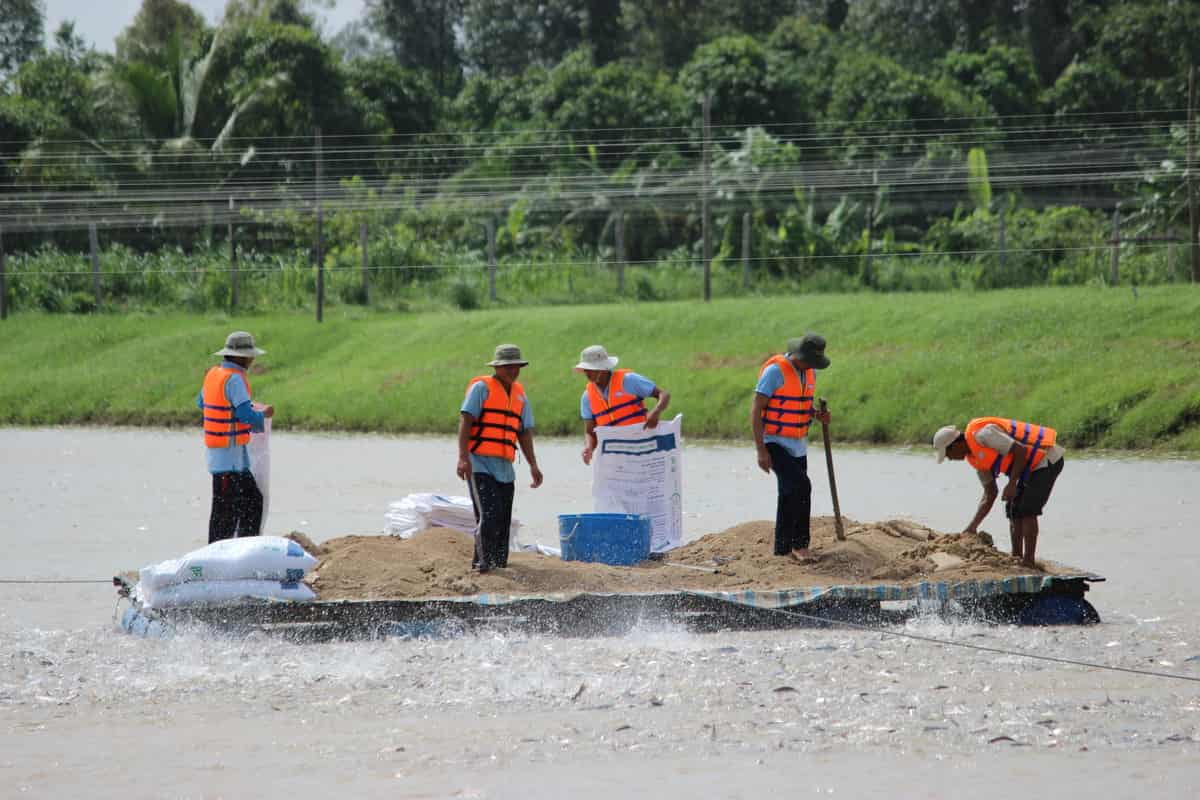 Swai Fish - Elevating Value through Science and Technology 