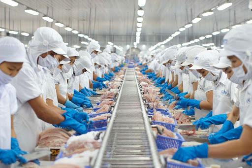 pangasius export 1